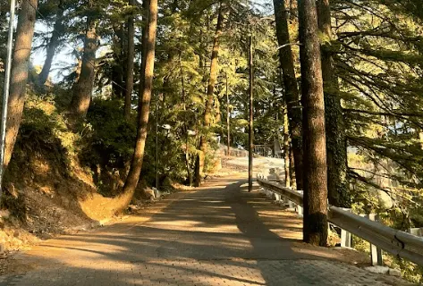 The forest path of tall conifers leading up to the property